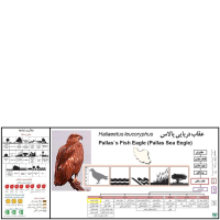 گونه عقاب دریایی پالاس Pallas Sea Eegle